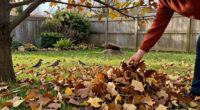 If You Love Birds, Experts Say You Shouldn’t Rake Your Leaves This Fall—Do This Instead