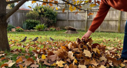 If You Love Birds, Experts Say You Shouldn’t Rake Your Leaves This Fall—Do This Instead